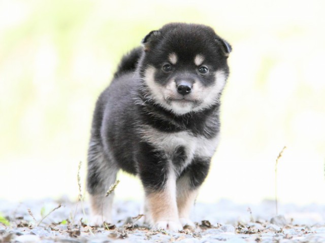 IMG_0353-shibainu-puppy