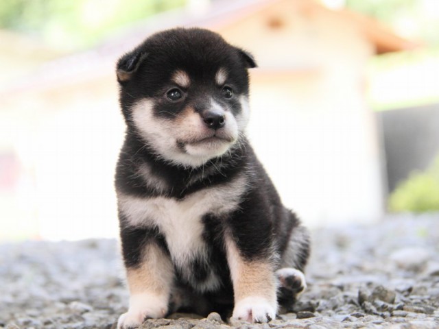 IMG_0168-shibainu-puppy