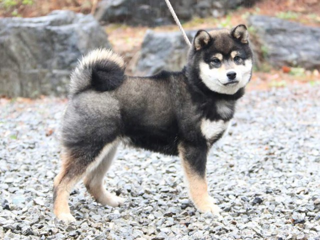 IMG_0546-shiba-puppy