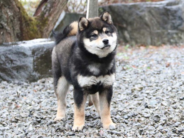 IMG_0556-shiba-puppy