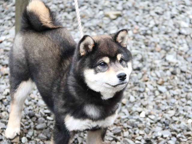IMG_0574-shiba-puppy
