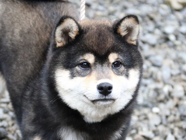 IMG_0579-shiba-puppy
