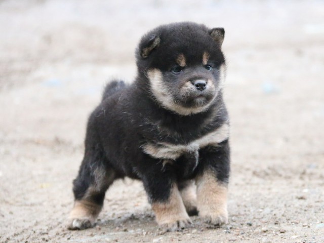 IMG_0706-shiba-puppy