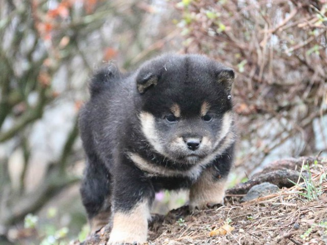 IMG_0750-shiba-puppy