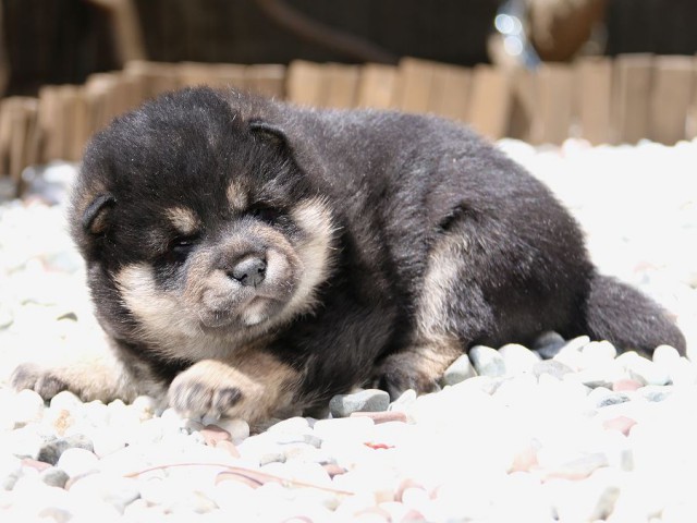 IMG_2066-shiba-puppy