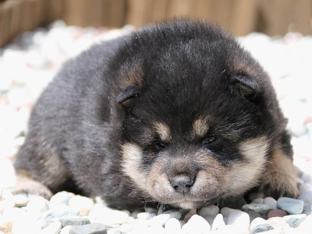 IMG_2094-shiba-puppy