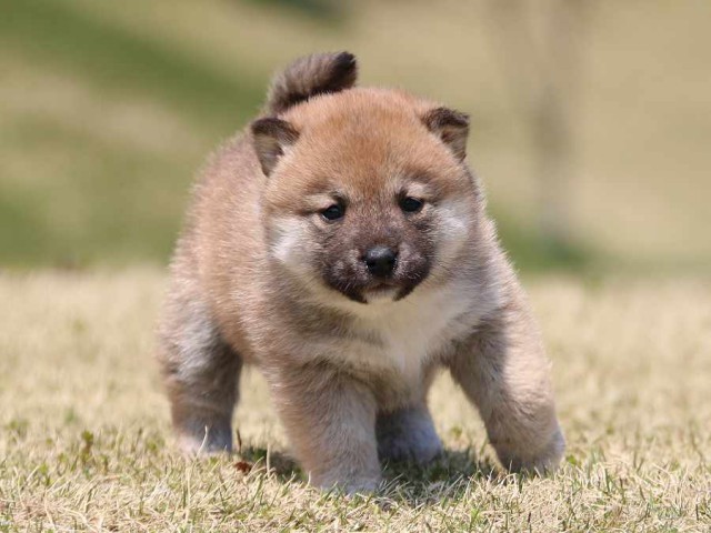 IMG_3425-shiba-puppy