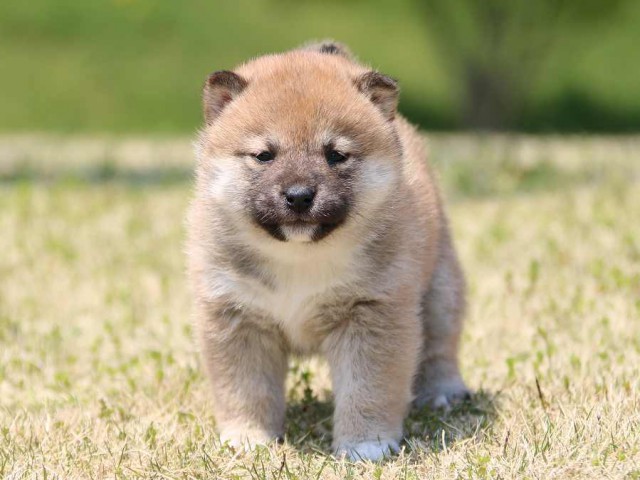 IMG_3469-shiba-puppy