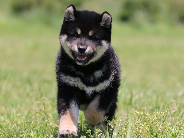 IMG_5172-shiba-puppy