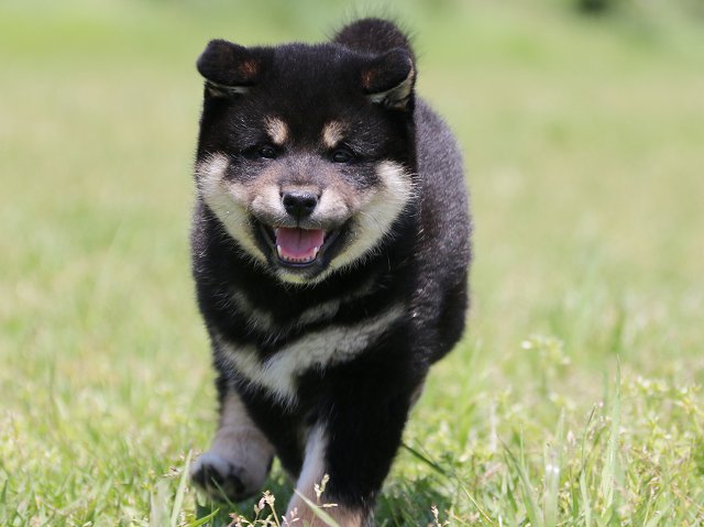IMG_5173-shiba-puppy
