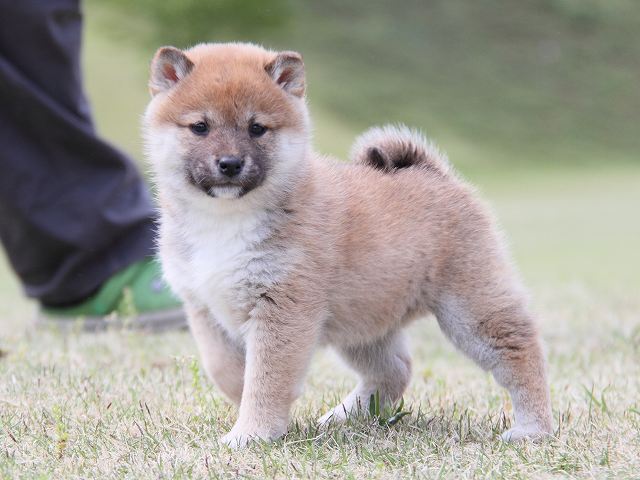 IMG_7119-shiba-puppy