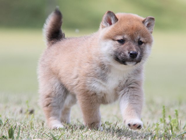 IMG_7146-shiba-puppy