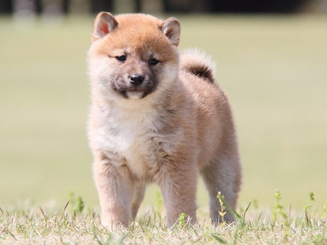 IMG_7195-shiba-puppy