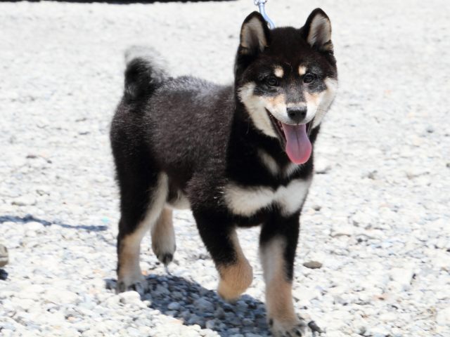 IMG_8826-shiba-puppy