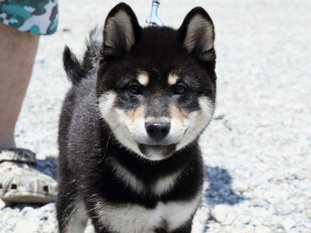 IMG_8851-shiba-puppy