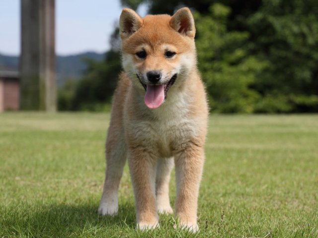 IMG_9022-shiba-puppy