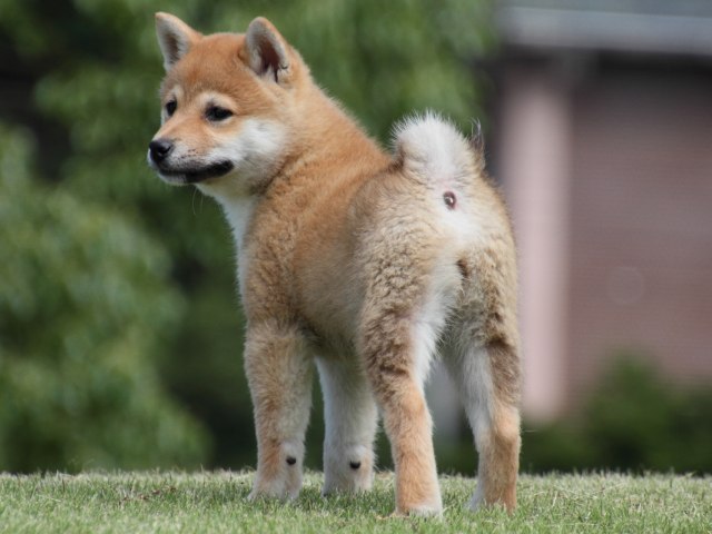 IMG_9085-shiba-puppy