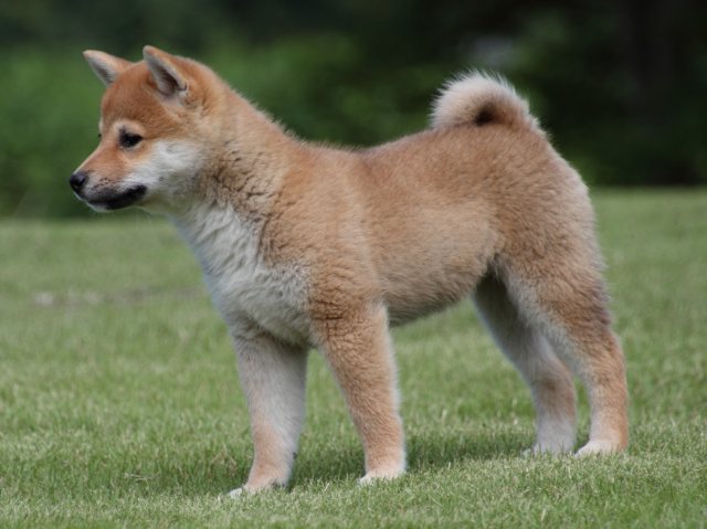 IMG_9123-shiba-puppy