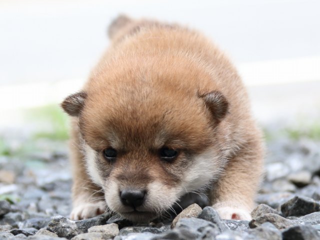 IMG_8430-shiba-puppy