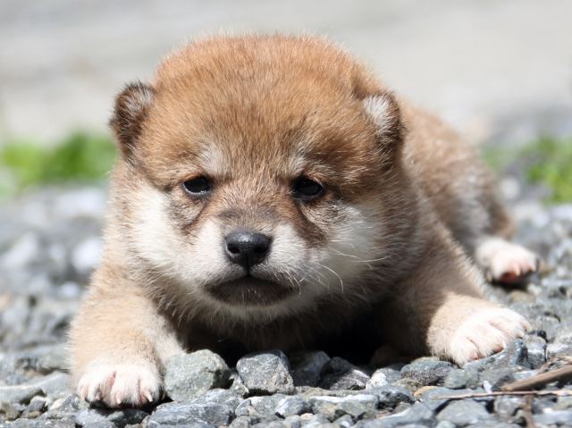 IMG_8468-shiba-puppy