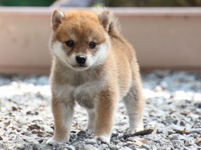 IMG_9243-shiba-puppy