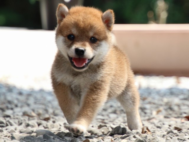 IMG_9250-shiba-puppy