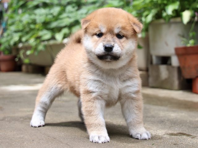 IMG_7384-shiba-puppy