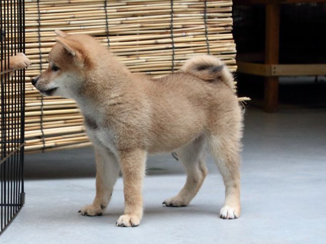 IMG_1167-shiba-puppy