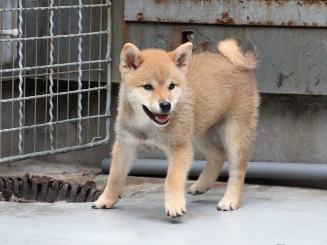 IMG_1184-shiba-puppy