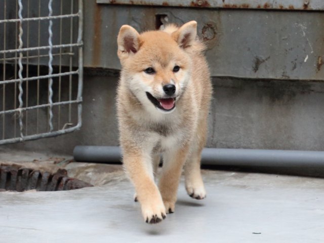 IMG_1185-shiba-puppy