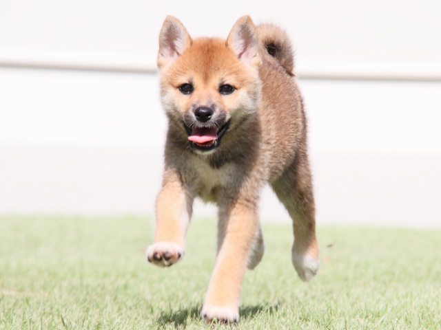 IMG_1334-shiba-puppy