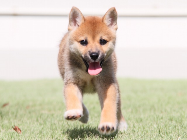 IMG_1336-shiba-puppy