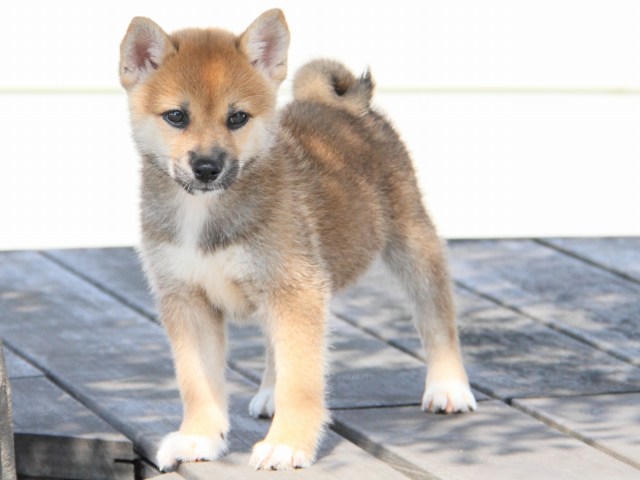 IMG_1388-shiba-puppy