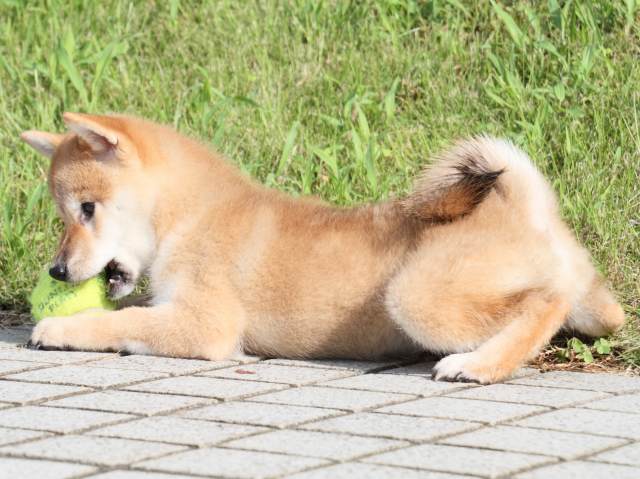 IMG_1724-shiba-puppy