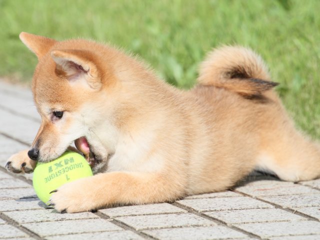 IMG_1789-shiba-puppy