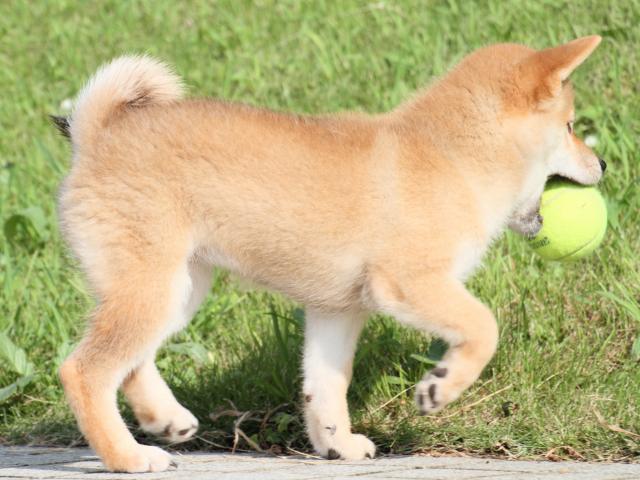 IMG_1819-shiba-puppy