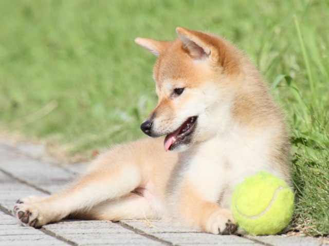 IMG_1831-shiba-puppy
