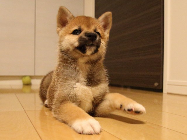 IMG_2083-shiba-puppy