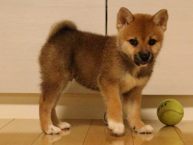 IMG_2102-shiba-puppy