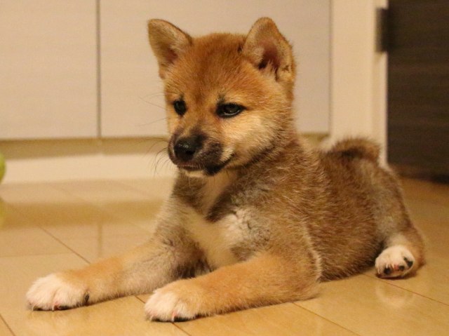 IMG_2137-shiba-puppy