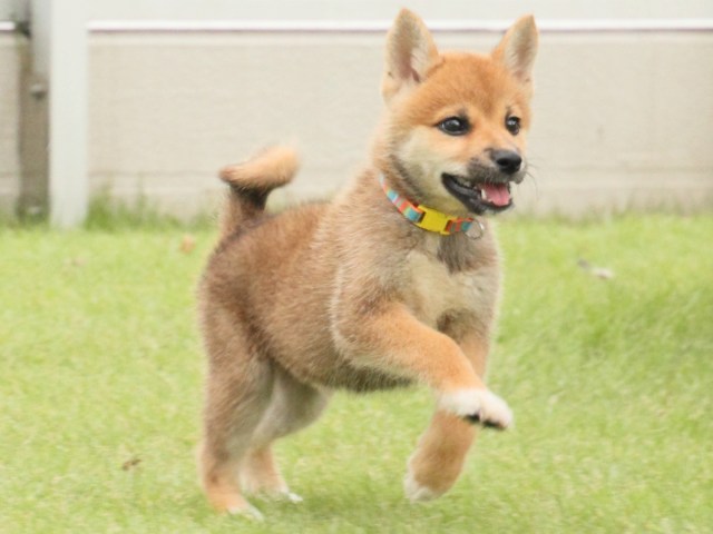 IMG_2651-shiba-puppy