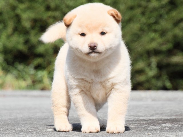 IMG_2993-shiba-puppy