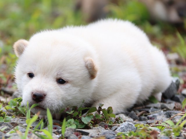 IMG_3534-shiba-puppy