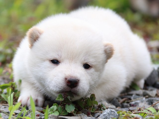 IMG_3538-shiba-puppy