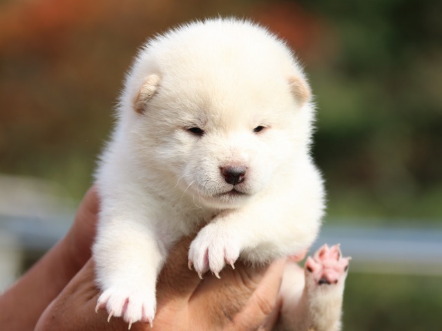 IMG_3749-shiba-puppy