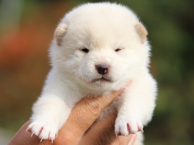 IMG_3754-shiba-puppy