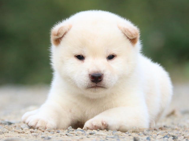 IMG_4847-shiba-puppy