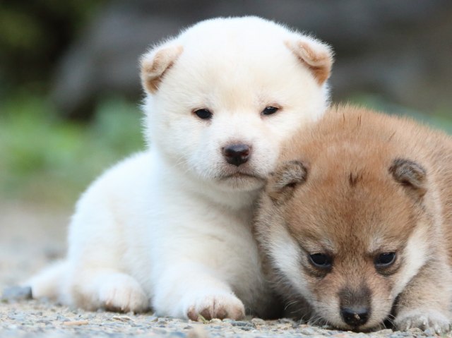 IMG_5027-shiba-puppy