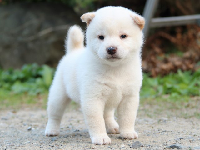 IMG_5055-shiba-puppy