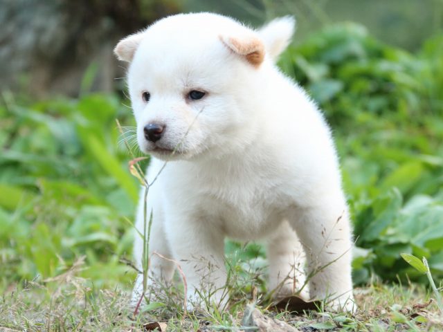 IMG_5073-shiba-puppy